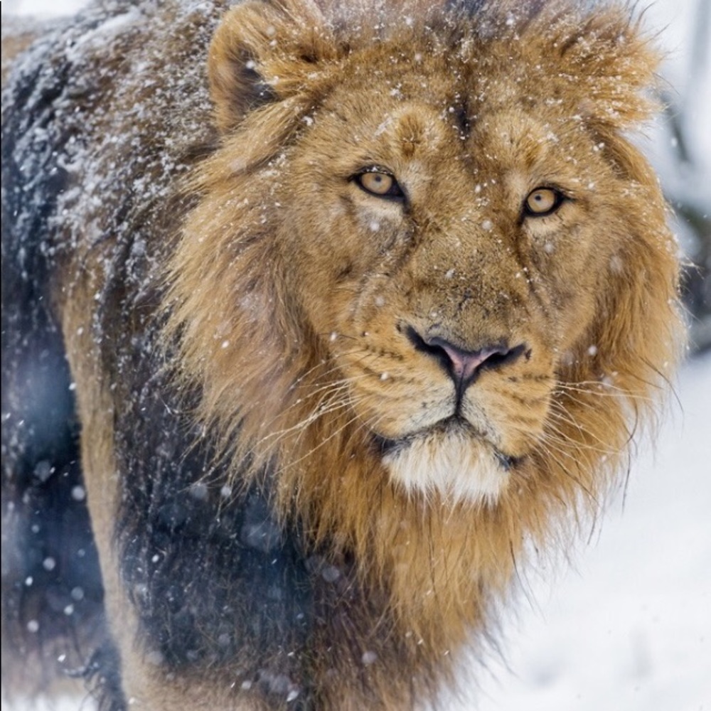 Meet your Posher, Diane